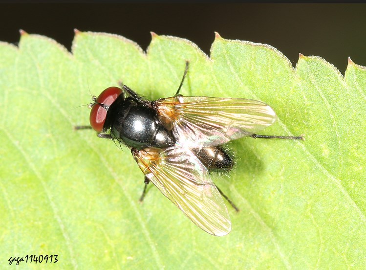 斑蹠齒股蠅 Hydrotaea chalcogaster
