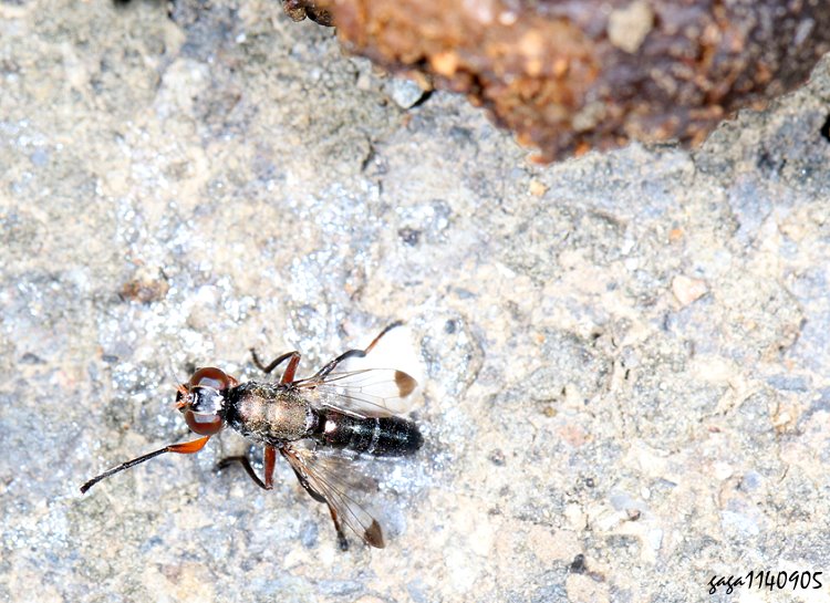 Ƥsf Elassogaster linearis 