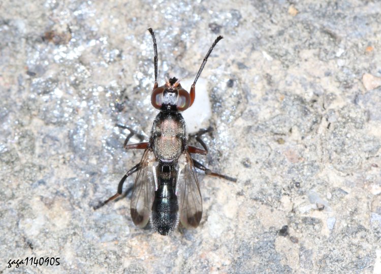 Ƥsf Elassogaster linearis 