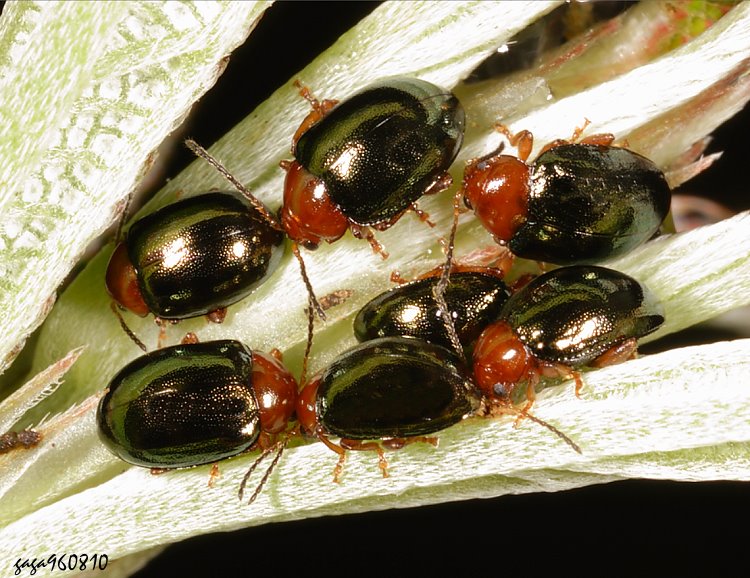 四溝葉蚤 Nisotra gemella