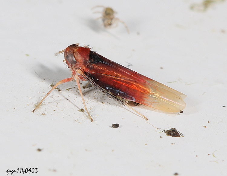 pͨȬTyphlocybinae  