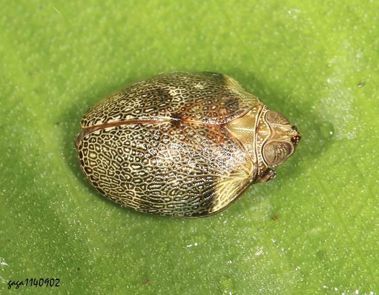 Bꭸ Gergithoides carinatifrons