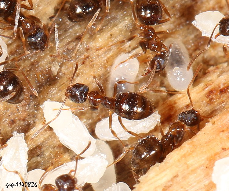  ws Nylanderia sp.