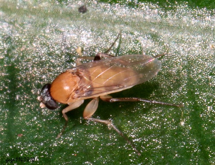 D Megaselia  sp.