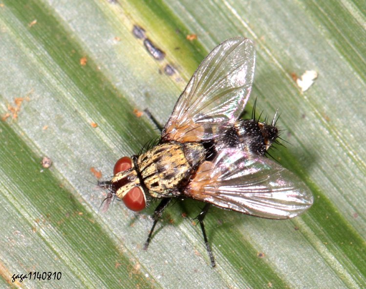 lH Exorista  sp. 