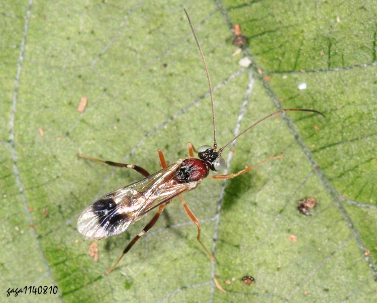 棘腹姬蜂屬 Astomaspis sp.