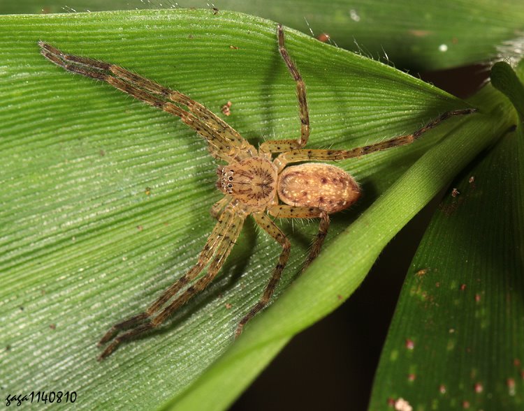 } Pseudopoda serrata  