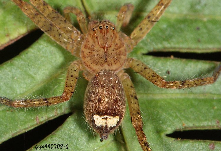 } Pseudopoda serrata  