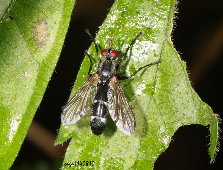 筒腹寄蠅屬 Cylindromyia sp.