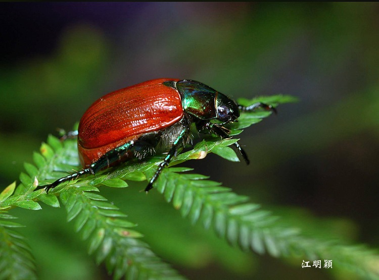 Ὤt Anomala hualienensis