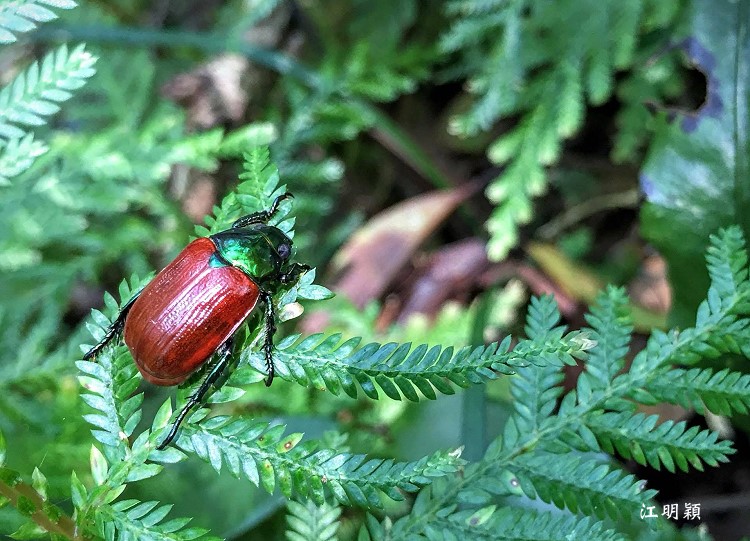 ͱt Anomala hualienensis
