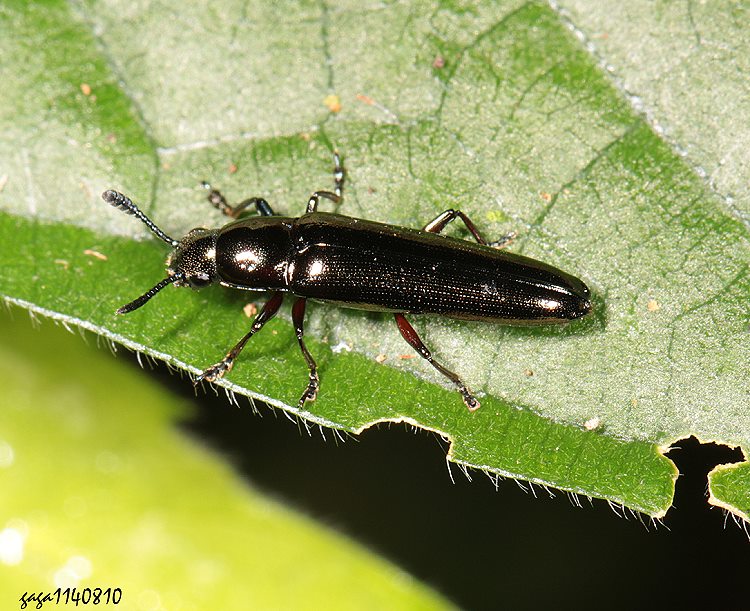 nY Tetraphala sp.