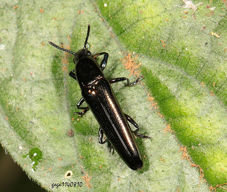 nY Tetraphala simplex 