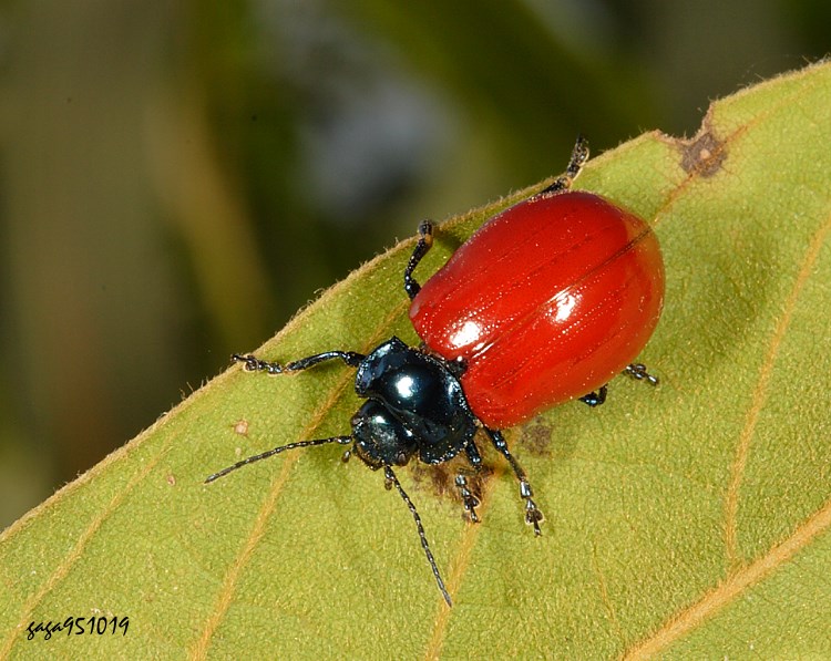 ؤj Agrosteomela chindica chinensis