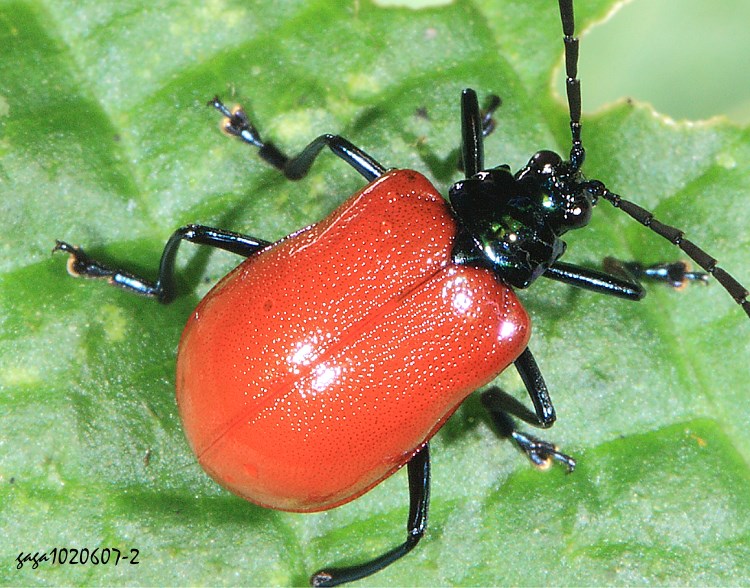 Ϳê Meristoides grandipennis