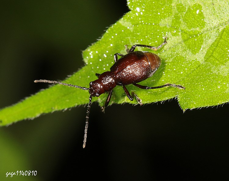 IʯͿê Apterogaleruca hirtihumeralis  