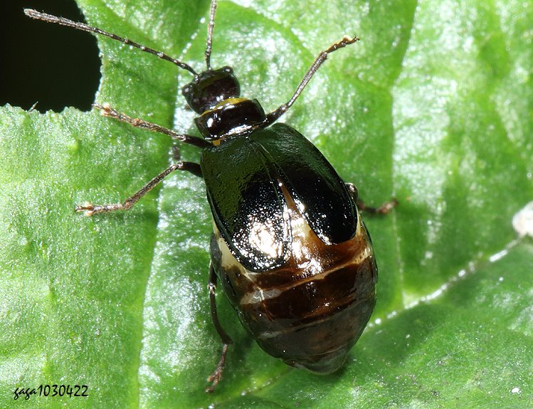 短胸螢金花蟲屬 Paraplotes sp.