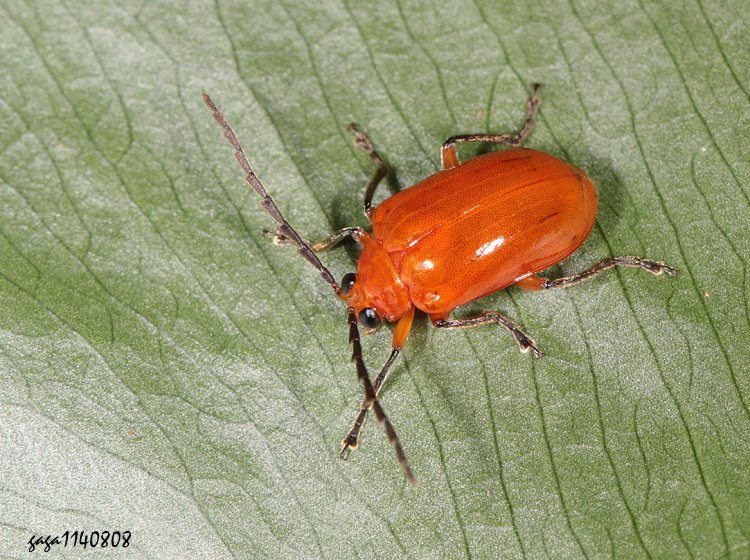 橘紅方胸螢金花蟲 Laphris emarginata rufofulva