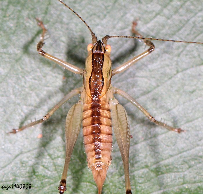un Phlugiolopsis sp.  