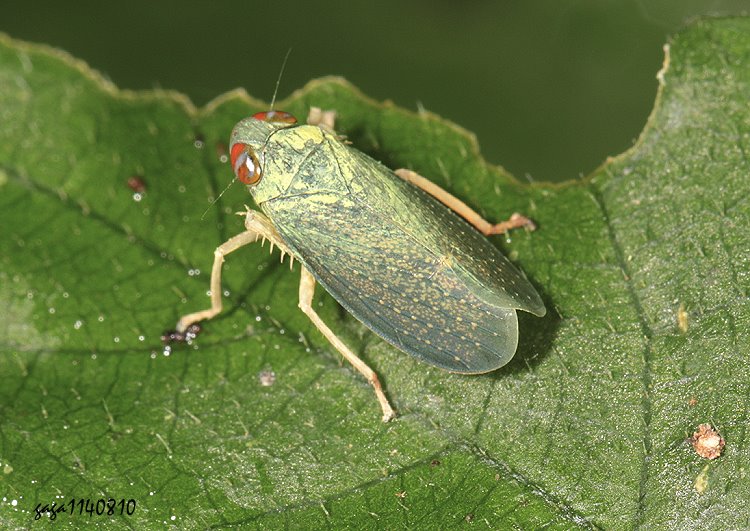 ߸ͨȬ Coelidiinae