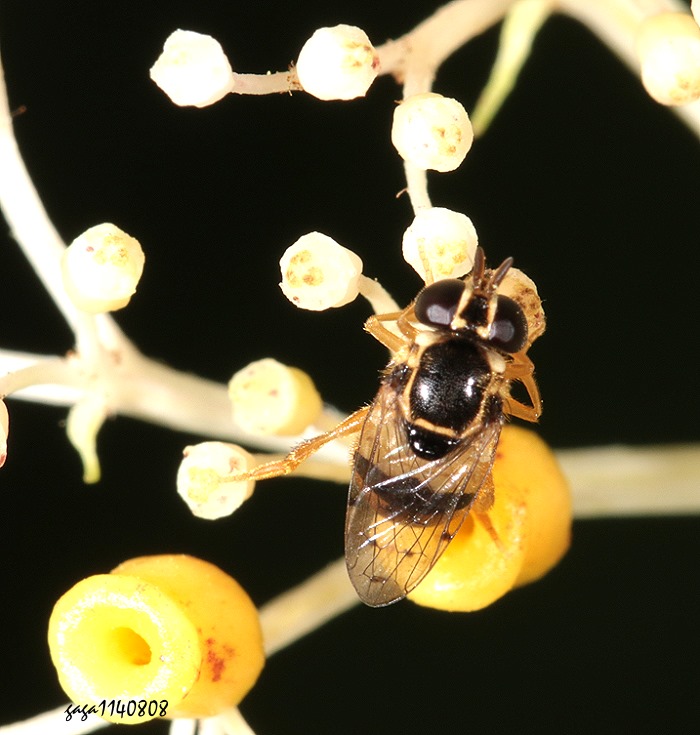 mH Graptomyza sp. 
