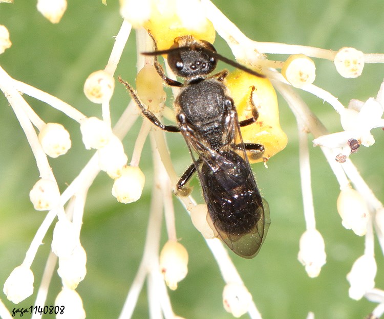面花蜂屬 Hylaeus  sp.