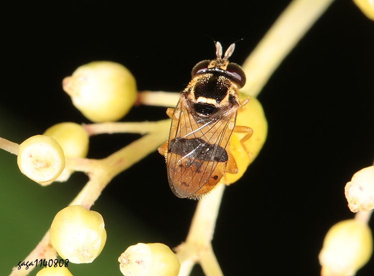 mH Graptomyza  sp. 