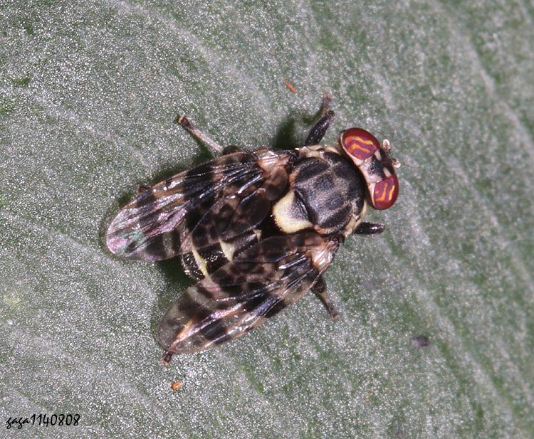 寬胸廣口蠅 Scholastes  sp. 