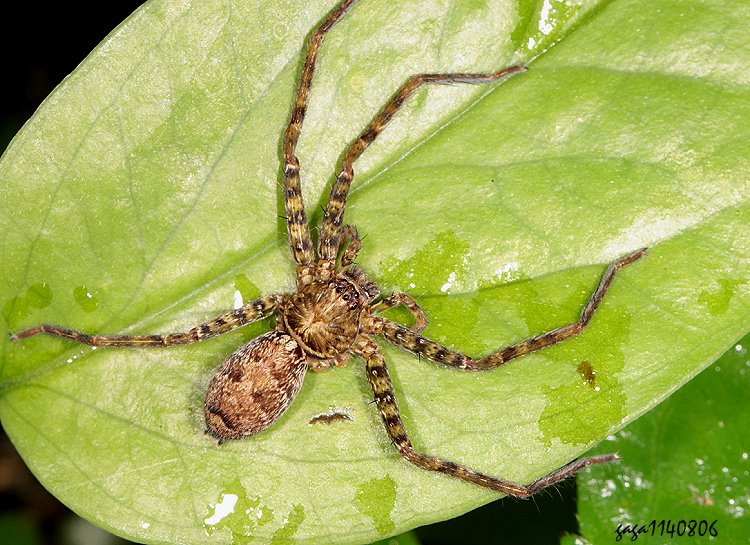 X} Sinopoda forcipata