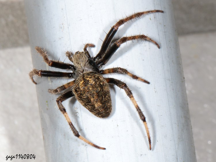 V Neoscona scylla
