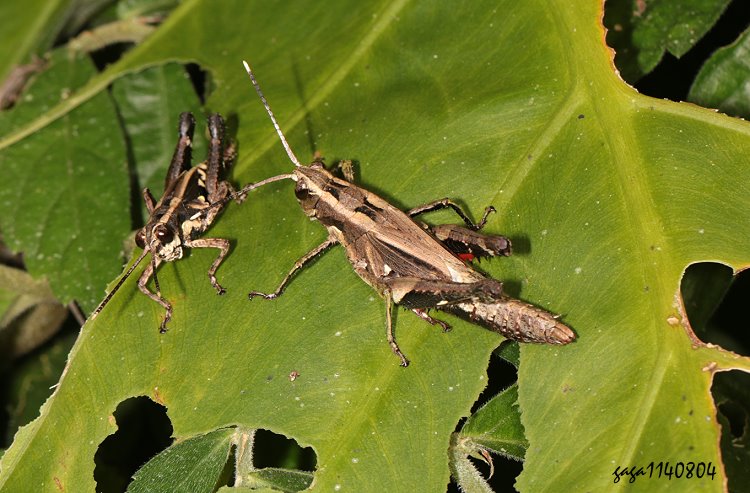 L Traulia ornata 