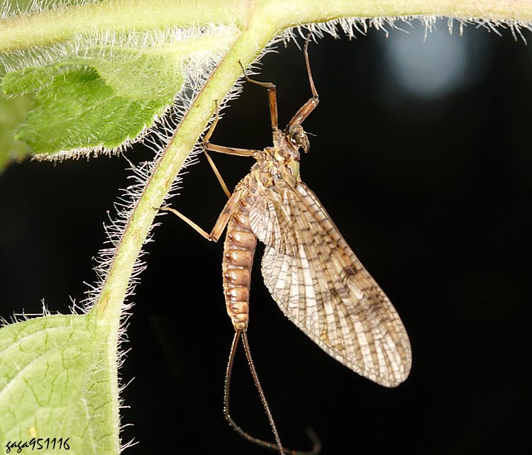 扁蜉 Epeorus  sp.