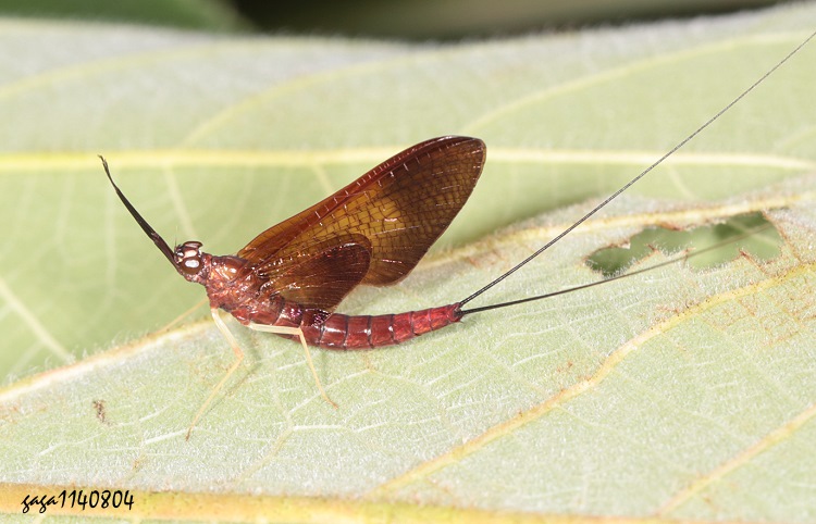 扁蜉 Afronurus  sp.