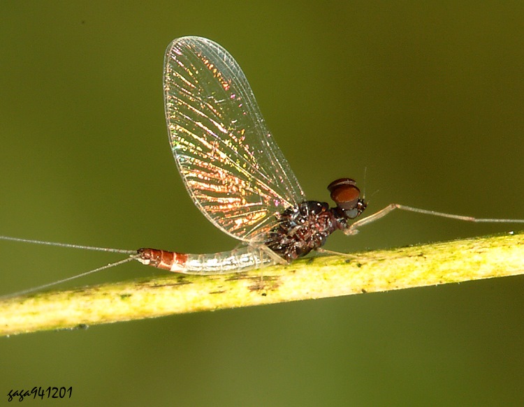 台灣四節蜉 Baetis taiwanensis