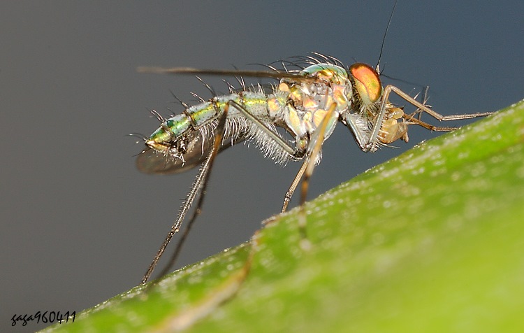 j Chrysosoma sp.
