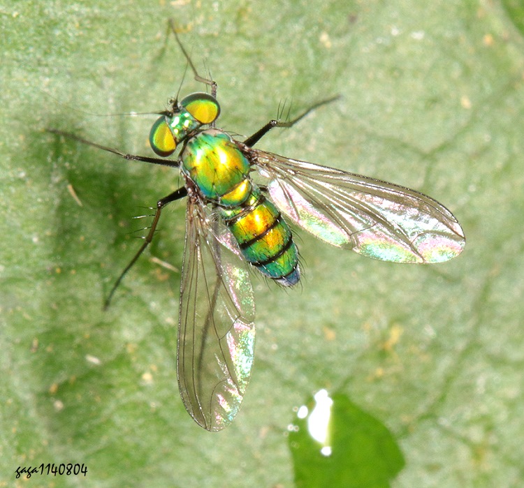 Chrysosoma leucopogon