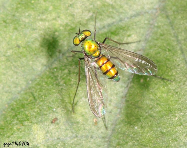 Žj Chrysosoma leucopogon