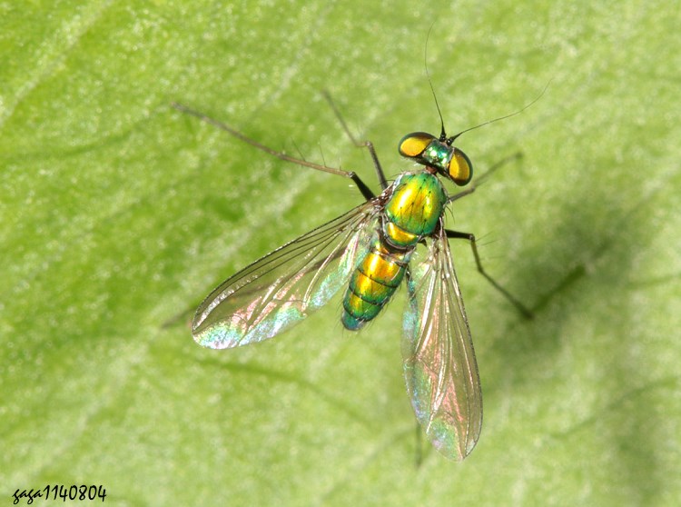 j Chrysosoma sp.