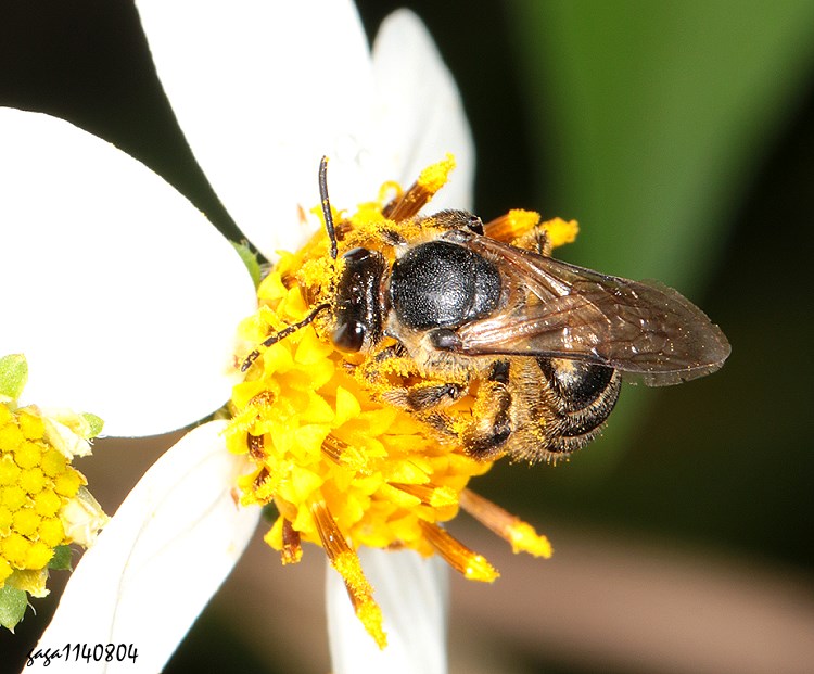 尖肩隧蜂 Lasioglossum subopacum