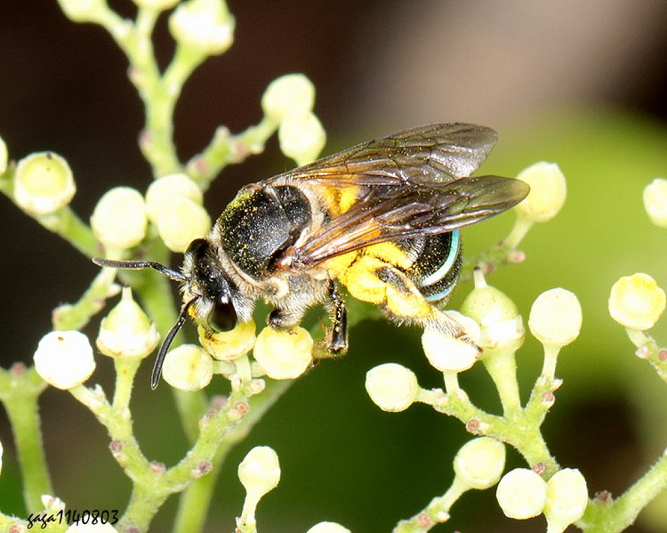 LԸ Amegilla  sp.