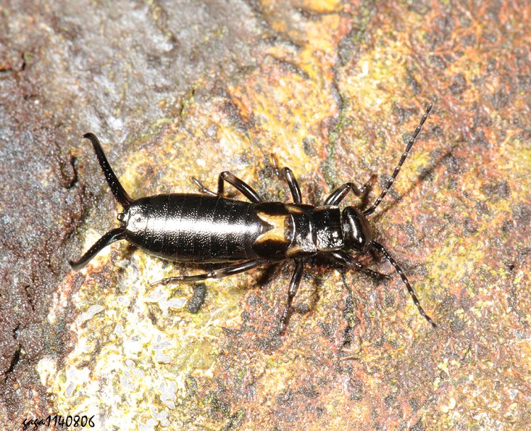 n螋Forficulidae