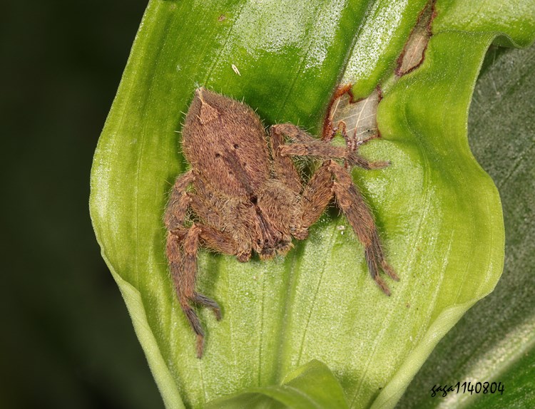 ̪F} Heteropoda pingtungensis 