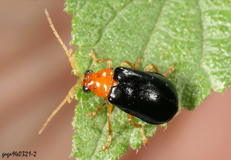 Žu Aulacophora palliata 