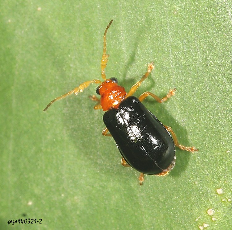 Žu Aulacophora palliata 