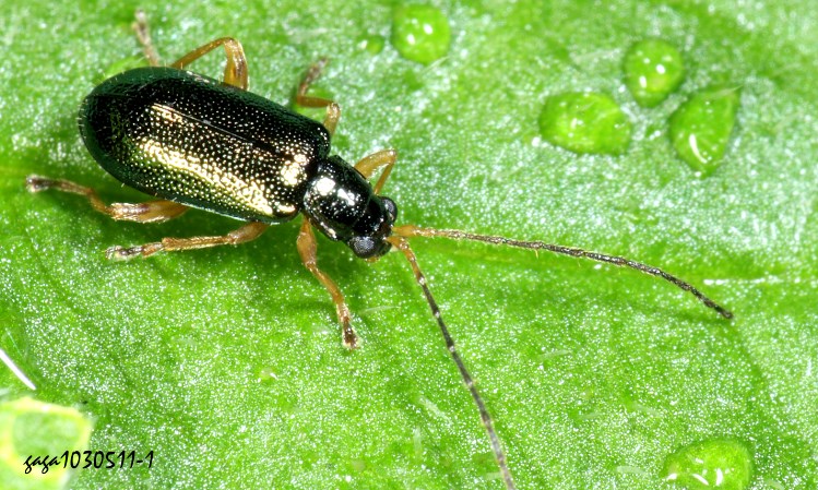  Luperus sp.