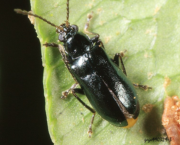 u Clerotilia sp.