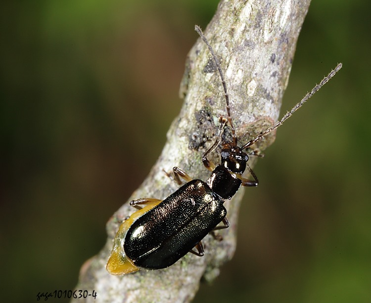ܪu Clerotilia formosana 