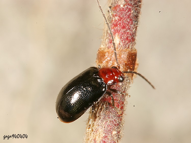 ê Cerophysa nigripennis