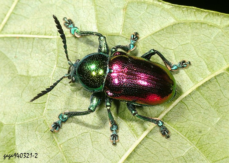vj Platycorynus sauteri 