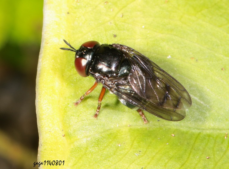 巢穴蚜蠅屬 Microdon sp.    